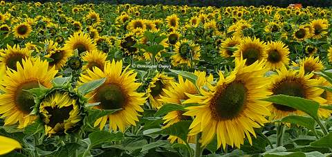 Tournesols