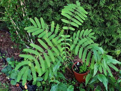 Japán akác csemete