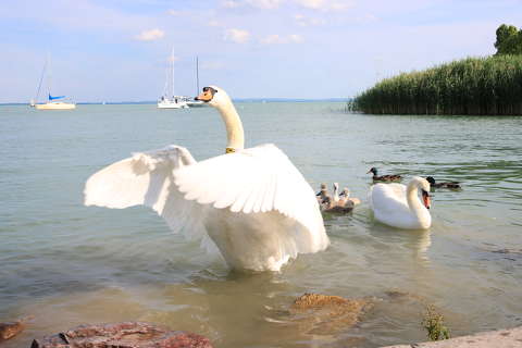 balaton hattyú magyarország tó