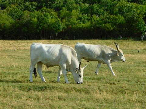 Tihanyban