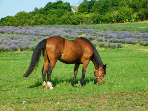 Tihany