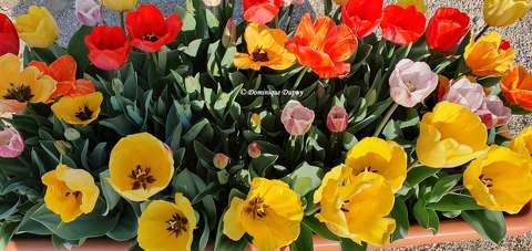 Tulipes