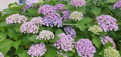 Hortensias