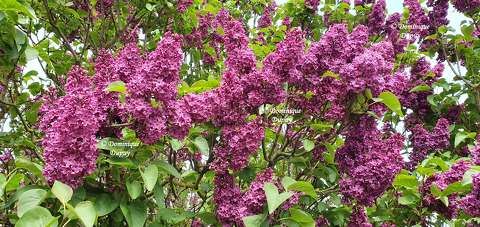 Le Lilas violet