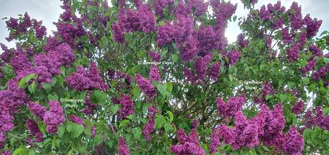 Le Lilas violet