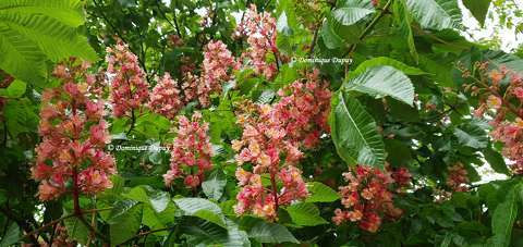 Fleurs de marronnier