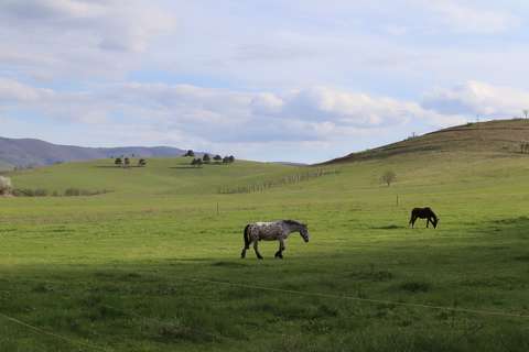 Lovak, mező, tavasz
