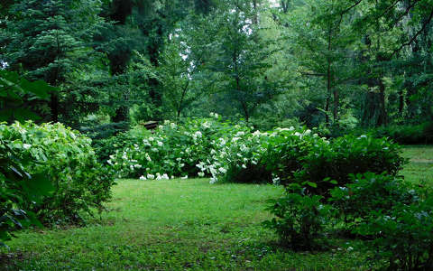 Kámoni arborétum - Szombathely
