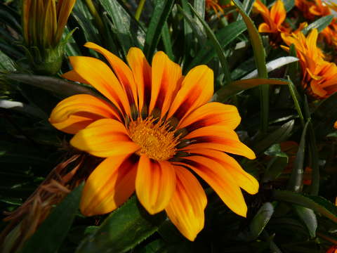 Gerbera