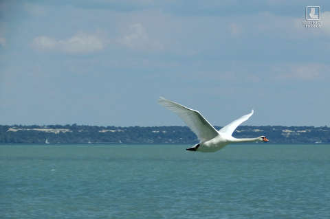 balaton, víz, hattyú, nyár