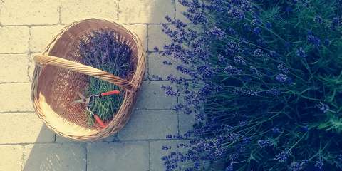 Lavandula angustifolia