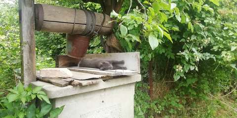 #Cat summer relax