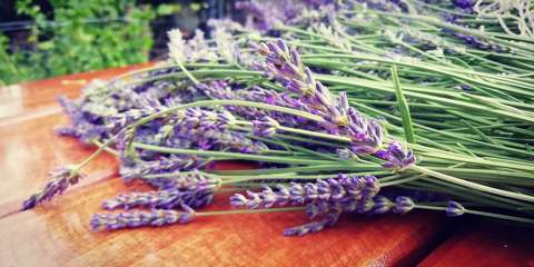 Lavandula X intermedia
