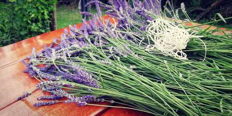 Lavandula X intermedia