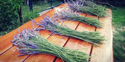 Lavandula X intermedia