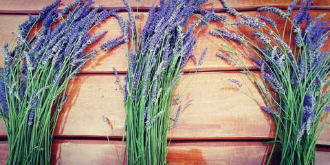 Lavandula X intermedia