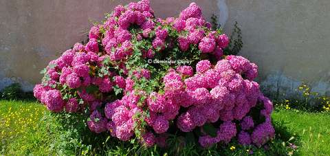 Hortensia