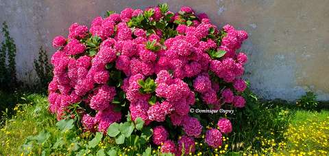 Hortensia