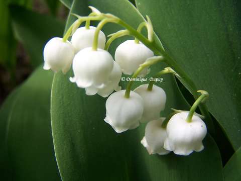 Muguet