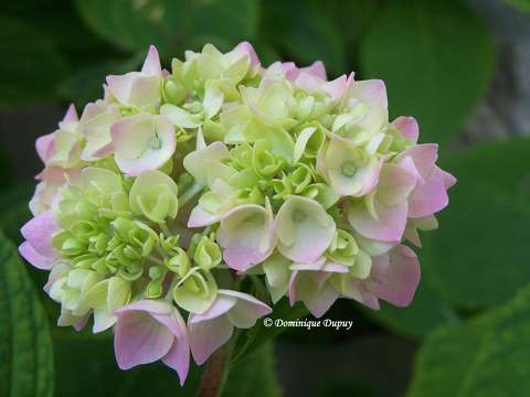 Hortensia