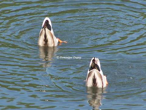 Canard colvert sur le Loiret - France