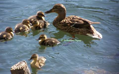 Canard colvert sur le Loiret - France