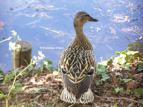 Canard colvert (femelle) sur le Loiret - France