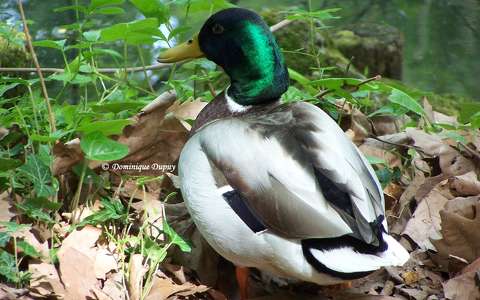 Canard colvert sur le Loiret - France