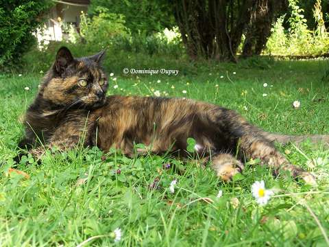 Chatte - Caramel