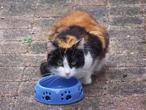 Chatte - Saphira