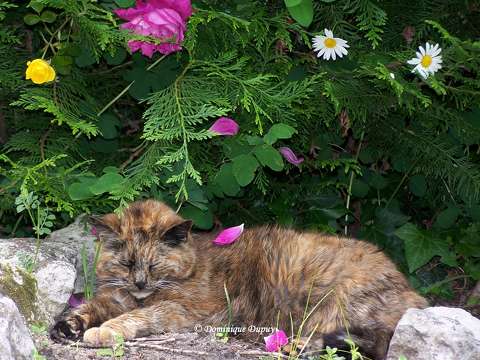 La Chatte - Mimine