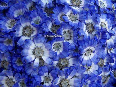 Cineraria pericallis