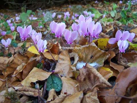 Cyclamens