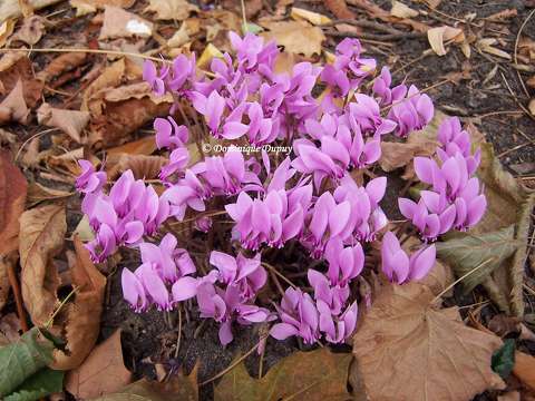 Cyclamens