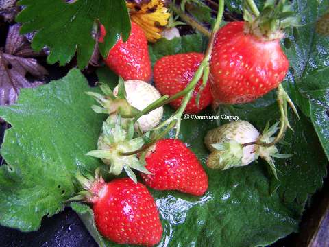 Fraises du jardin