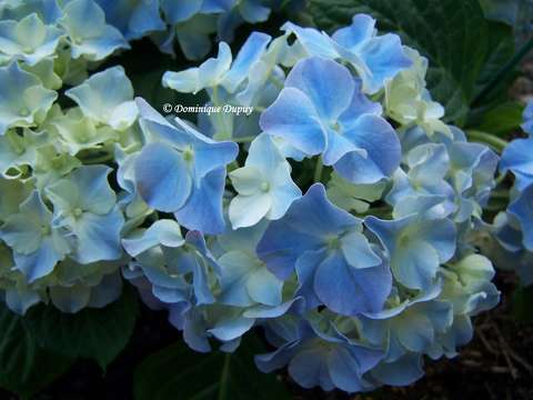Hortensia bleu
