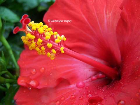 Hibiscus
