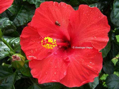 Hibiscus