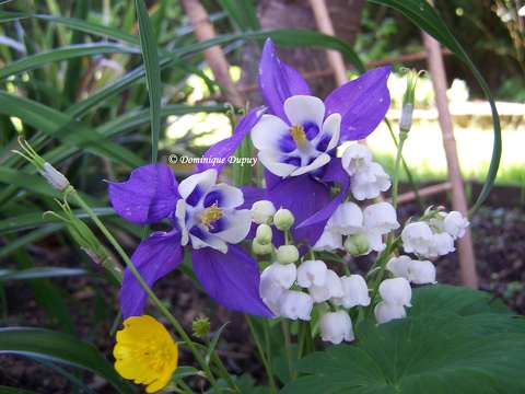 Muguet et Ancolie bleue