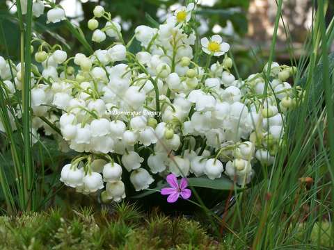 Muguet