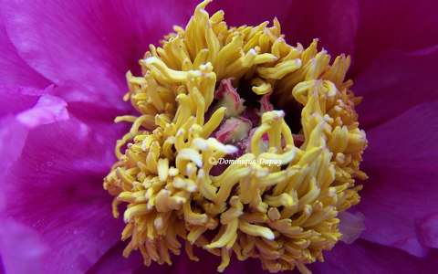 Pivoine