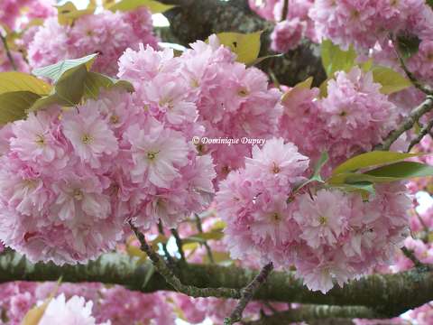 Prunus Serrulata Kanzan