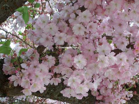 Prunus Serrulata Kanzan