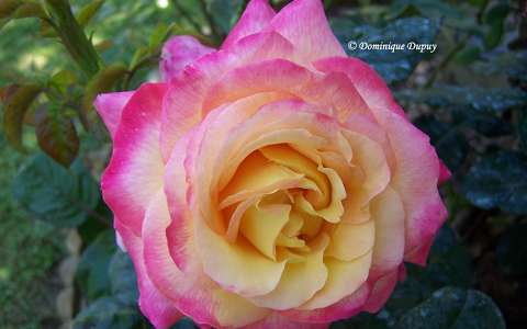 Rose