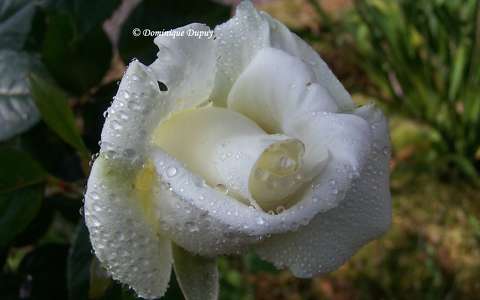 Rose blanche