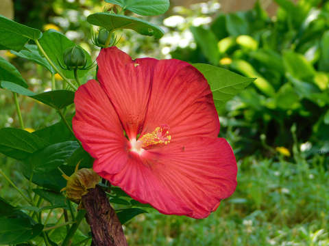 Kínai hibiszkusz