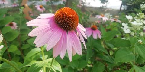 Kúpvirág - Echinacea purpurea