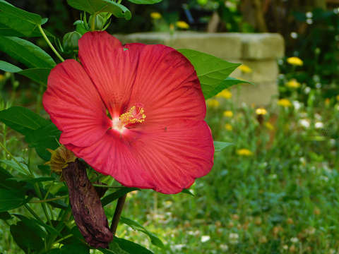 Kínai hibiszkusz