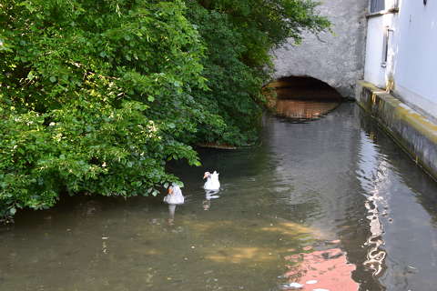 lúd vizimadár