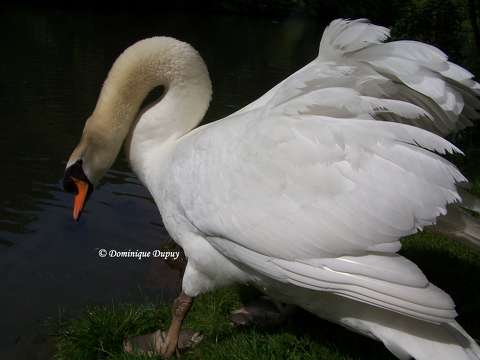 Cygnes au Bord du Loiret - France